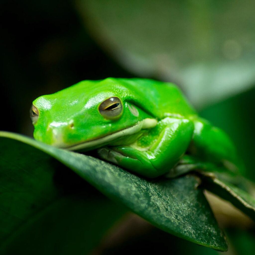 image of a frog in JPEG format